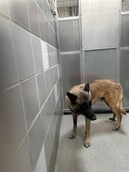 HYENA -  Dutch Shepherd Dog for Adoption in Las Vegas, Nevada - HYENA | PetCurious