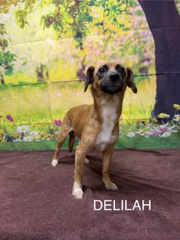 Jack Russell Terrier Dogs Available for Adoption in Urbana, Ohio - Delilah | PetCurious