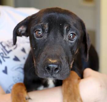 Cannoli (AO37349) -  Terrier Dog for Adoption in Kansas City, Kansas - Cannoli (AO37349) | PetCurious