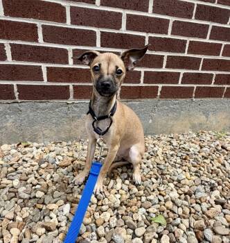 Chihuahua Dogs Available for Adoption in Pelham, New Hampshire - Fred | PetCurious