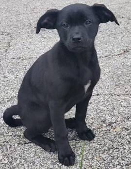 Onyx -  German Shepherd Dog and Golden Retriever Dog Available for Adoption - Onyx | PetCurious