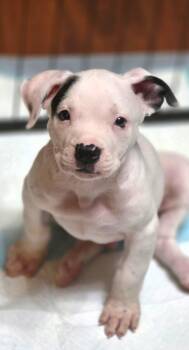 Pete -  American Staffordshire Terrier Dog for Adoption in Houston, Texas - Pete | PetCurious