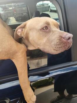 Rescue Mixed Breed Dogs for Adoption in Dallas, Texas - MICHAELA | PetCurious