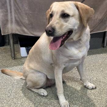 IVHS-Stray-140309 -  Yellow Labrador Retriever Dog for Adoption in San Gabriel, California - IVHS-Stray-140309 | PetCurious