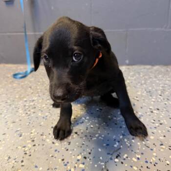 Miso -  Hound and Labrador Retriever Dog for Adoption in Tuscaloosa, Alabama - Miso | PetCurious