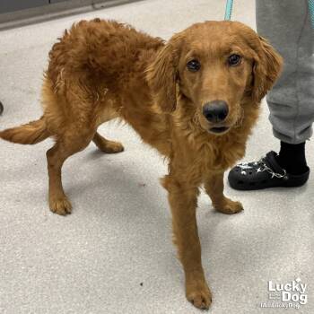 Golden Retriever and Poodle Dogs Available for Adoption - Sunshine | PetCurious