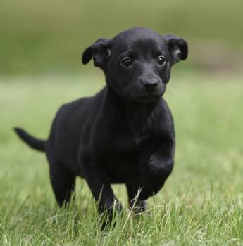 Labrador Retriever and Border Collie Dogs Available for Adoption in Mechanicsburg, Pennsylvania - SANIBEL | PetCurious