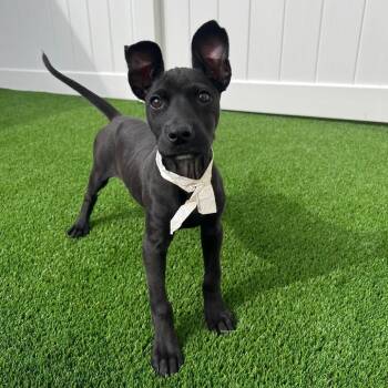 Lilypad -  Terrier and Mixed Breed Dog for Adoption in Campton Hills, Illinois - Lilypad | PetCurious