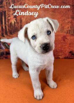 Lindsey -  Husky and Labrador Retriever Dog for Adoption in Toledo, Ohio - Lindsey | PetCurious