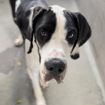 Fiona A2301035 -  Great Dane Dog for Adoption in Los Angeles, California - Fiona A2301035 | PetCurious