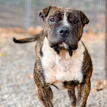 Sir Wrinklesworth -  Shar Pei and Mixed Breed Dog for Adoption in Portland, Oregon - Sir Wrinklesworth | PetCurious