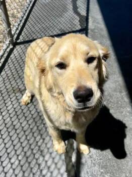 Golden Retriever and Shar Pei Dogs Available for Adoption in Spruce Pine, North Carolina - Bristol | PetCurious