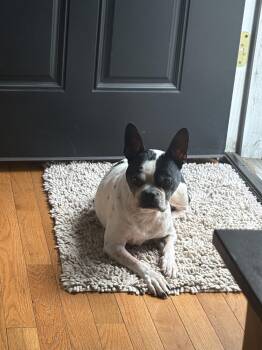 Boston Terrier Dogs Available for Adoption in New York, New York - Magoo | PetCurious