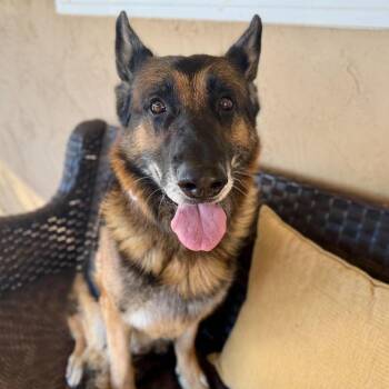 Santiago -  German Shepherd Dog Dog for Adoption in Ramona, California - Santiago | PetCurious