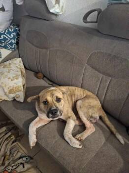 Rescue Mixed Breed Dogs for Adoption in Puyallup, Washington - Tiny | PetCurious