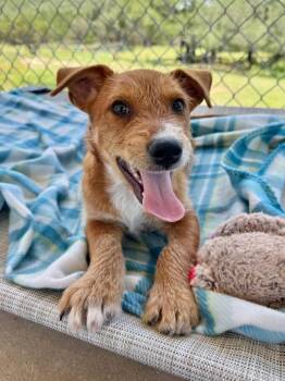 Wirehaired Terrier Dogs Available for Adoption in Canyon Lake, Texas - Peanut | PetCurious
