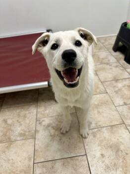 Labrador Retriever and Great Pyrenees Dogs Available for Adoption in Pacific, Missouri - Alyssa | PetCurious