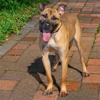 MAX -  Black Mouth Cur and Mixed Breed Dog for Adoption in St. Louis, Missouri - MAX | PetCurious