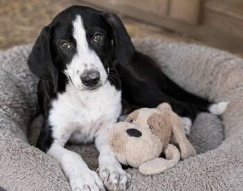 Loretta -  Treeing Walker Coonhound and Foxhound Dog for Adoption in Batesville, Arkansas - Loretta | PetCurious