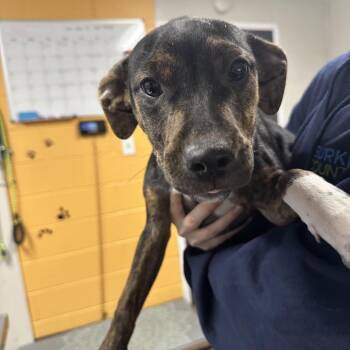 Mixed Breed Dogs Available for Adoption - Calliope | PetCurious