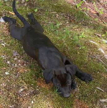 Akali -  Mixed Breed Dog for Adoption in Taycheedah, Wisconsin - Akali | PetCurious