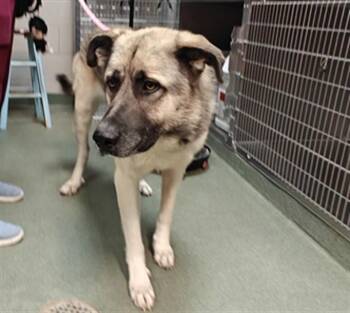A175767 -  Mixed Breed Dog for Adoption in Santa Fe, New Mexico - A175767 | PetCurious