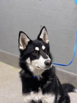 German Shepherd Dog and Mixed Breed Dogs Available for Adoption - BOB | PetCurious