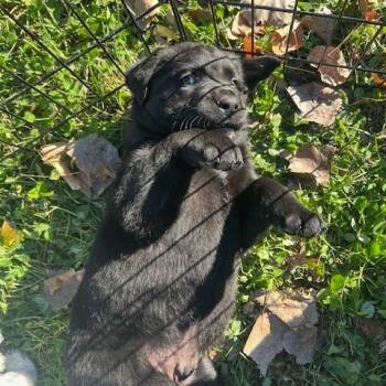 Rescue Mixed Breed Dogs for Adoption in Buffalo, Minnesota - Cookie | PetCurious