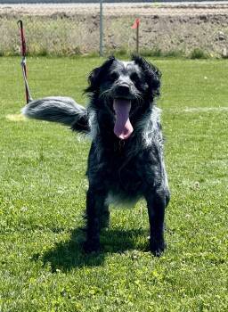 Rescue Mixed Breed Dogs for Adoption in Prineville, Oregon - Bandit | PetCurious