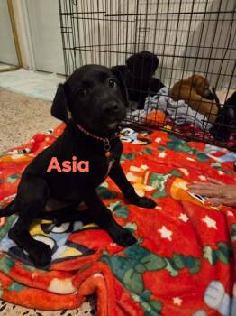 Labrador Retriever Dogs Available for Adoption in Huntington, New York - Asia | PetCurious