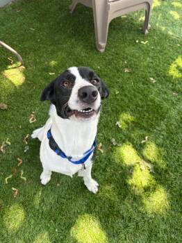 Diesel -  Border Collie and Labrador Retriever Dog for Adoption in Coldwater, Michigan - Diesel | PetCurious