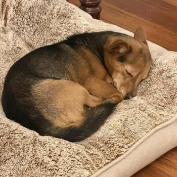Chihuahua Dogs Available for Adoption in Groveland, Massachusetts - Milly | PetCurious