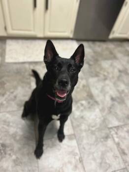 German Shepherd Dog Dogs Available for Adoption in Wantagh, New York - Lucy | PetCurious