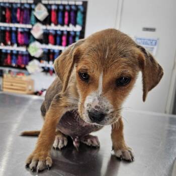 Hound and Dachshund Dogs Available for Adoption - Xion | PetCurious