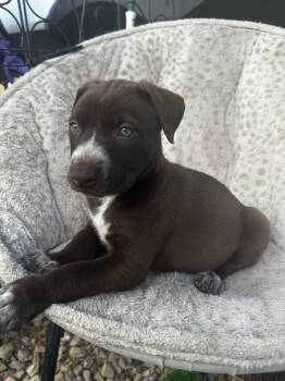 Rescue Australian Cattle Dog Blue Heeler and Siberian Husky Dogs for Adoption in Plano, Texas - Sven | PetCurious