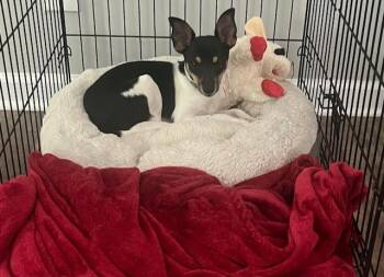 Chihuahua and Rat Terrier Dogs Available for Adoption in Manchester, Tennessee - Oscar | PetCurious