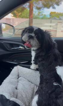 Onyx -  Shih Tzu Dog for Adoption in Las Vegas, Nevada - Onyx | PetCurious
