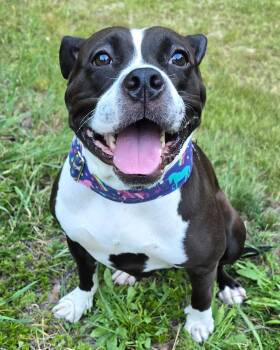 Maddie -  Pit Bull Terrier Dog for Adoption in Westminster, Massachusetts - Maddie | PetCurious