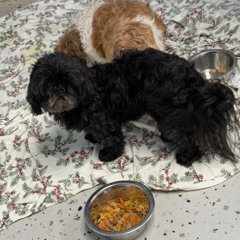 Maybelline - 9291 -  Shih Tzu Dog for Adoption in Uniontown, Pennsylvania - Maybelline - 9291 | PetCurious