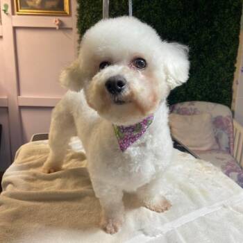 Bichon Frise Dogs Available for Adoption - Viola  | PetCurious
