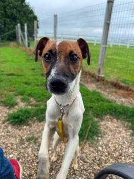 Keegan -  Rat Terrier Dog for Adoption in Decorah, Iowa - Keegan | PetCurious