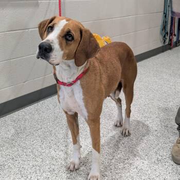 Foxhound Dogs Available for Adoption - Lacie | PetCurious