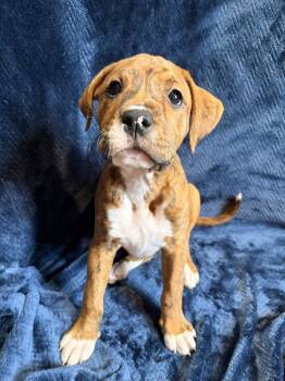 Terrier Dogs Available for Adoption in Candler, North Carolina - Tiger Lily | PetCurious