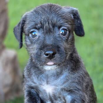 Rescue Wirehaired Terrier Dogs for Adoption in San Diego, California - Catalina Pup - Wrigley | PetCurious