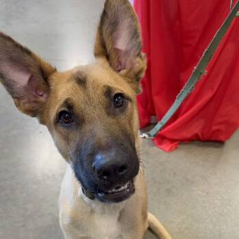 Chocolate -  Belgian Shepherd Malinois Dog for Adoption in Los Angeles, California - Chocolate | PetCurious