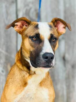 AC-5089 "Han Solo" -  Pointer Dog for Adoption in Conyers, Georgia - AC-5089 "Han Solo" | PetCurious