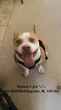 Brutus -  American Bulldog and American Staffordshire Terrier Dog for Adoption in Thornton, Colorado - Brutus | PetCurious