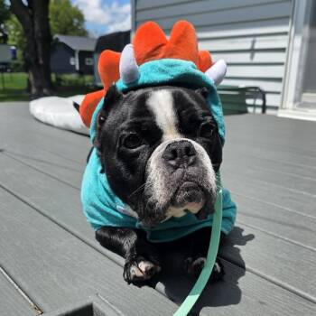 Pigtail -  English Bulldog and Pit Bull Terrier Dog for Adoption in Rochester, Minnesota - Pigtail | PetCurious