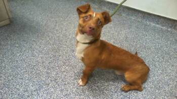 HOWIE -  Mixed Breed Dog for Adoption in Charlotte, North Carolina - HOWIE | PetCurious