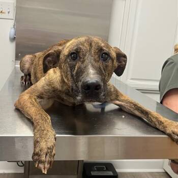 Rescue Plott Hound Dogs for Adoption in Freeport, Florida - Phoenix | PetCurious